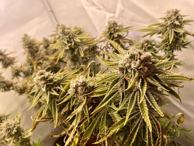 HSO BH/CB/AS. Week 13
