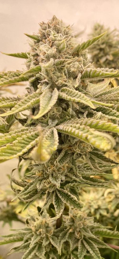 HSO BH/CB/AS. Week 12