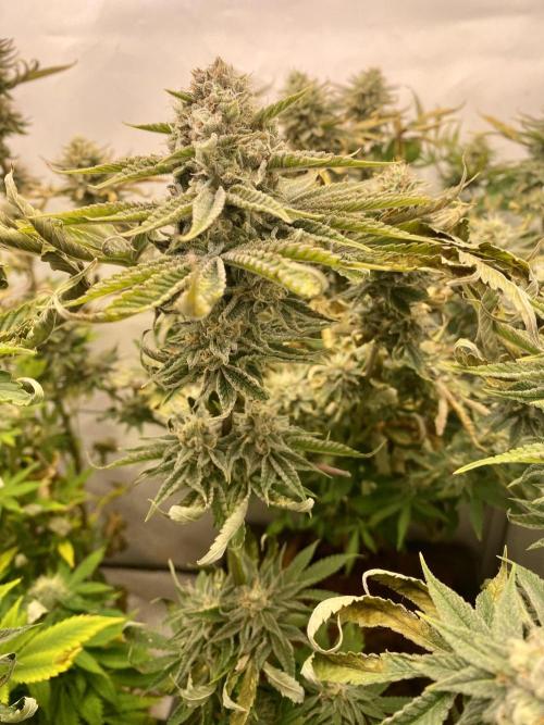HSO BH/CB/AS. Week 12