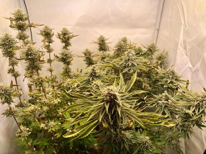 HSO BH/CB/AS. Week 12