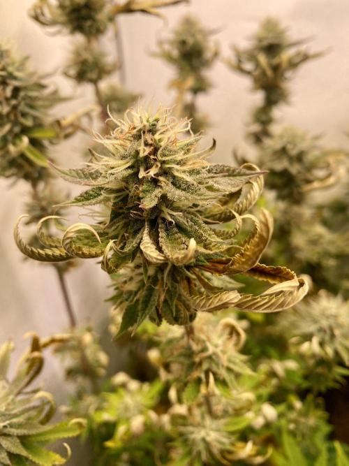 HSO BH/CB/AS. Week 12