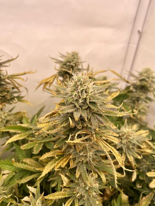 HSO BH/CB/AS. Week 12