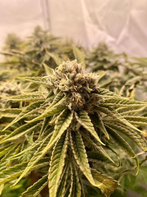 HSO BH/CB/AS. Week 12