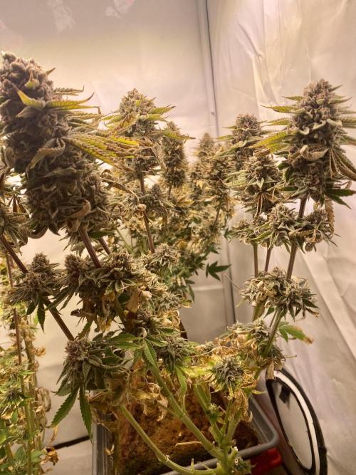 HSO BH/CB/AS. Week 15