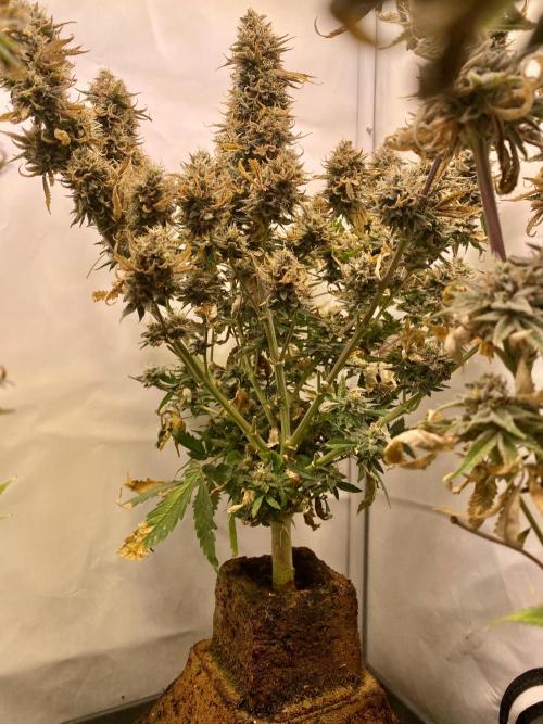 HSO BH/CB/AS. Week 15