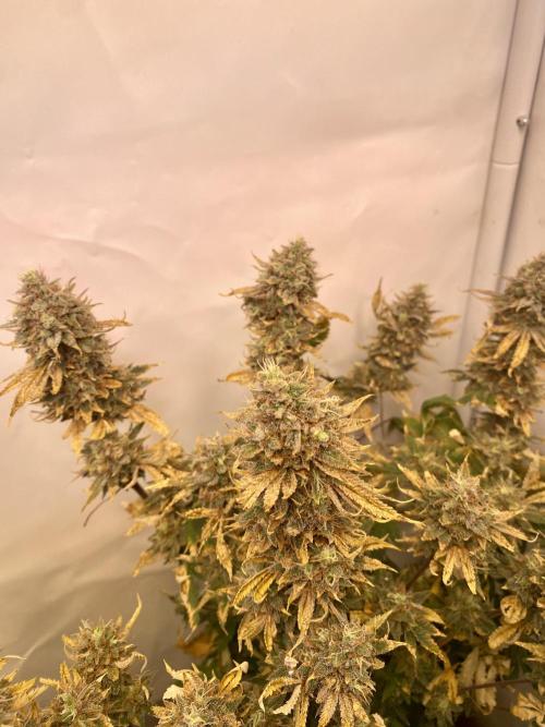 HSO BH/CB/AS. Week 15