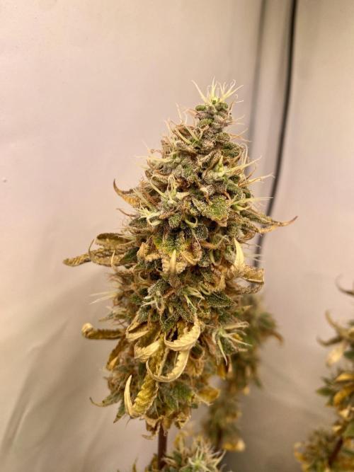 HSO BH/CB/AS. Week 15