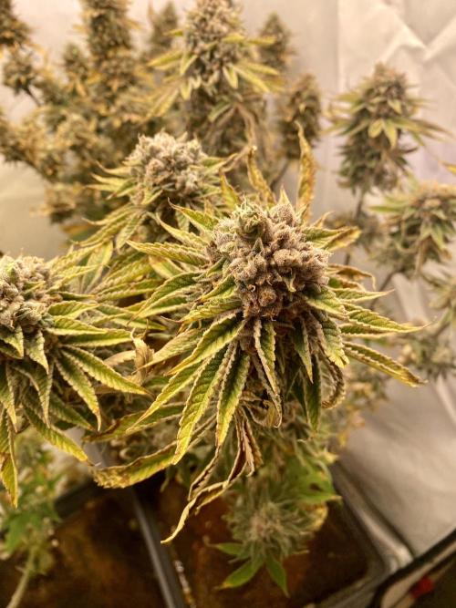 HSO BH/CB/AS. Week 15
