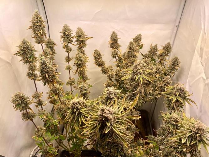 HSO BH/CB/AS. Week 15