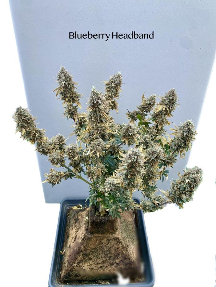 HSO BH/CB/AS. Week 16