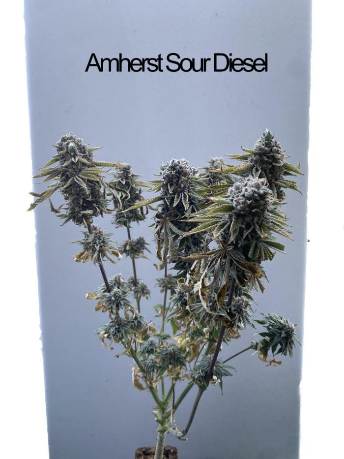 HSO BH/CB/AS. Week 16