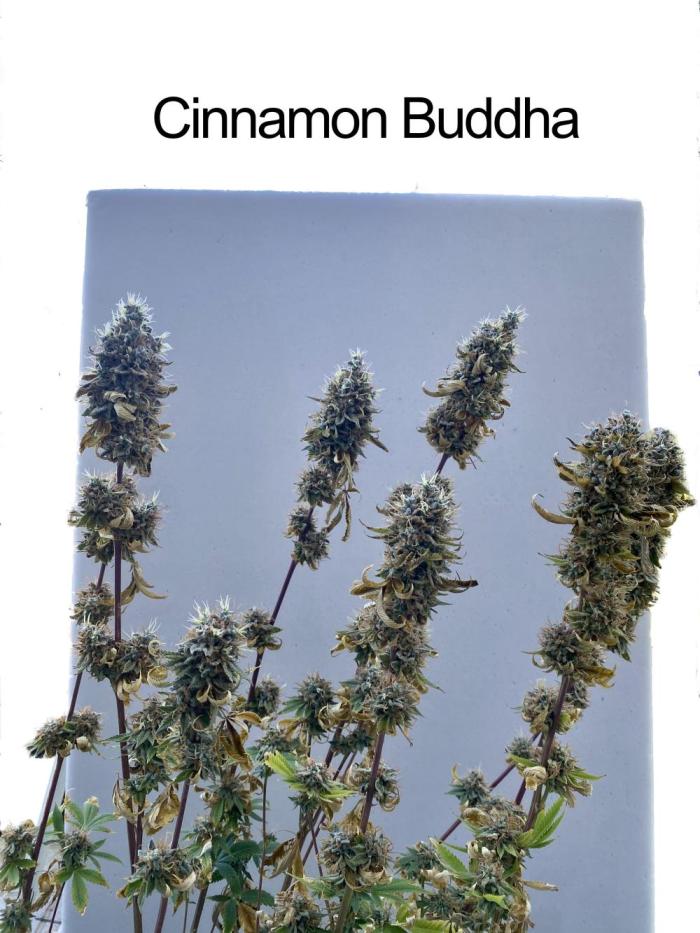 HSO BH/CB/AS. Week 16