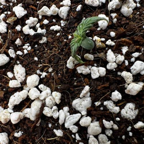 Gorilla Girl XL AUTO SWEETSEEDS. Week 1