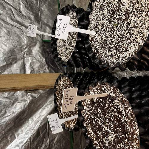 Gorilla Girl XL AUTO SWEETSEEDS. Week 1