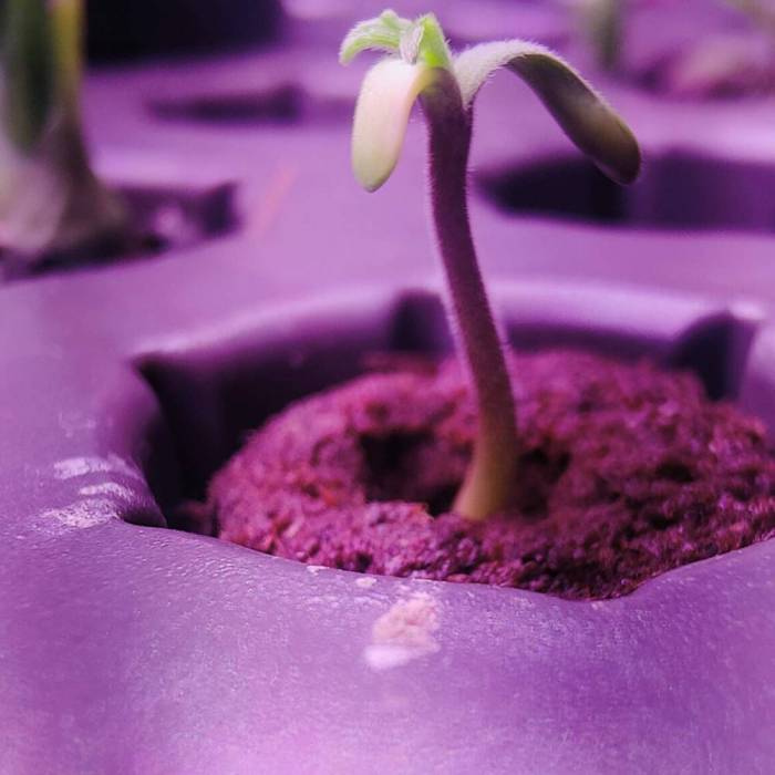 Winter Grow. Week 0 - Cute. Started in Aerogarden. 