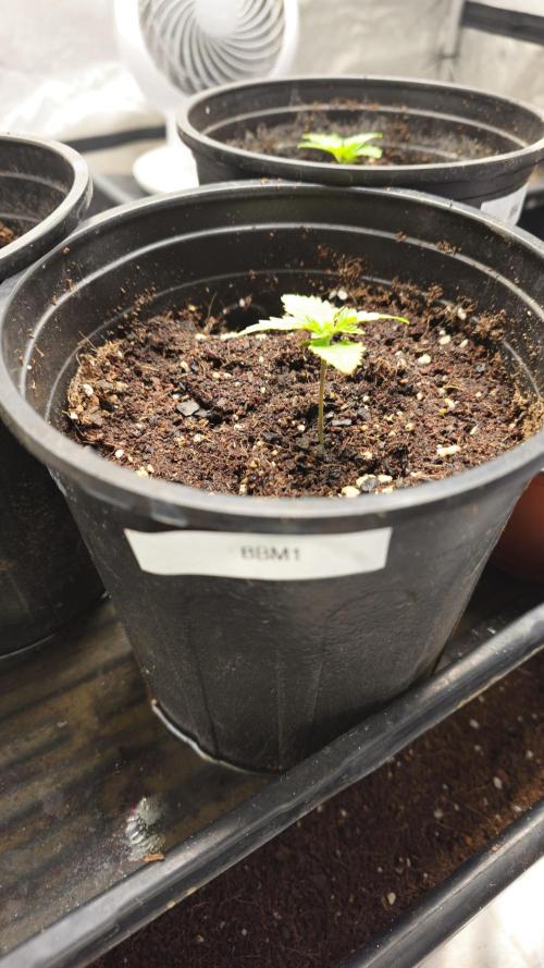 Blueberry Muffin 2026. Week 0