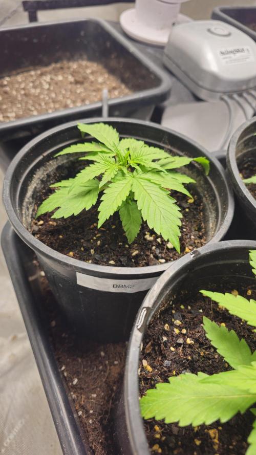 Blueberry Muffin 2026. Week 1