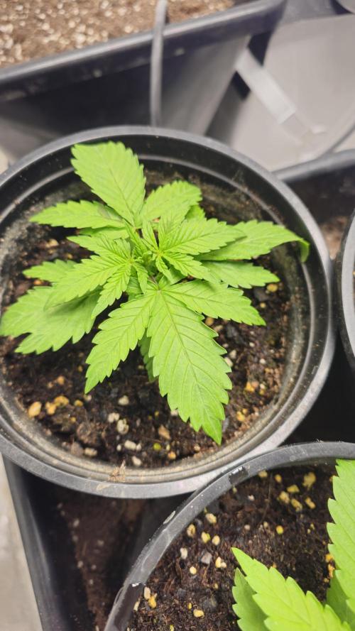 Blueberry Muffin 2026. Week 1