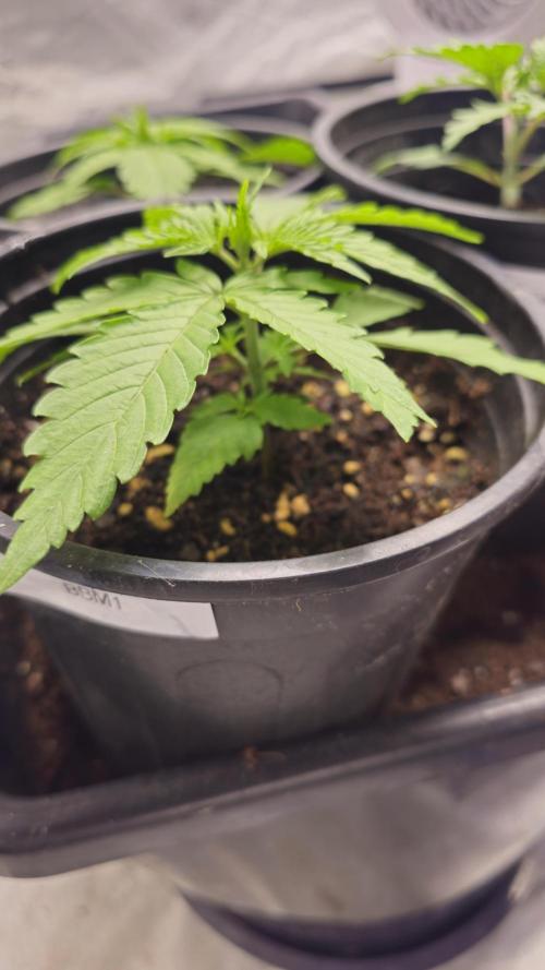 Blueberry Muffin 2026. Week 1