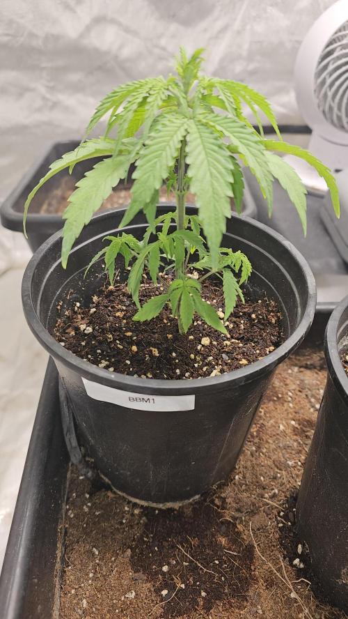 Blueberry Muffin 2026. Week 2