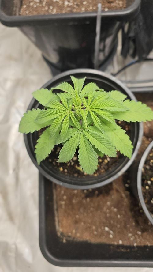 Blueberry Muffin 2026. Week 2