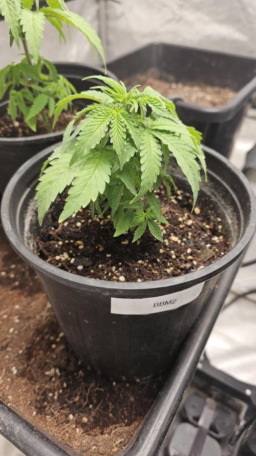 Blueberry Muffin 2026. Week 2