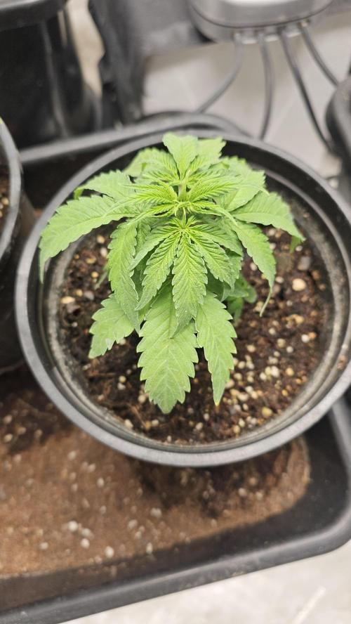 Blueberry Muffin 2026. Week 2