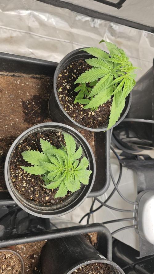 Blueberry Muffin 2026. Week 2