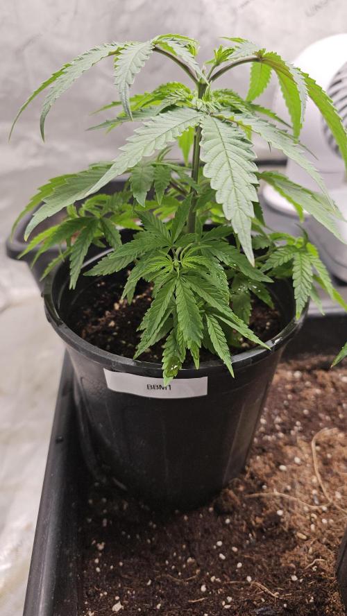 Blueberry Muffin 2026. Week 3