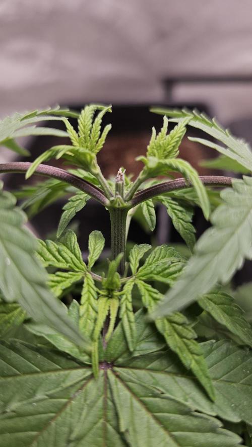 Blueberry Muffin 2026. Week 3