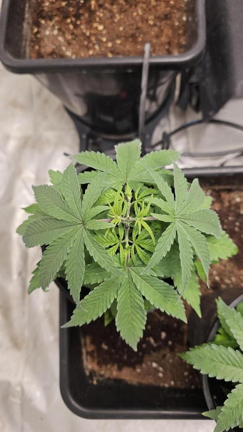 Blueberry Muffin 2026. Week 3