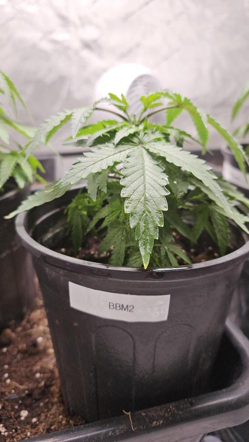 Blueberry Muffin 2026. Week 3