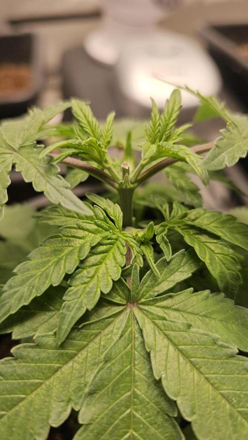 Blueberry Muffin 2026. Week 3