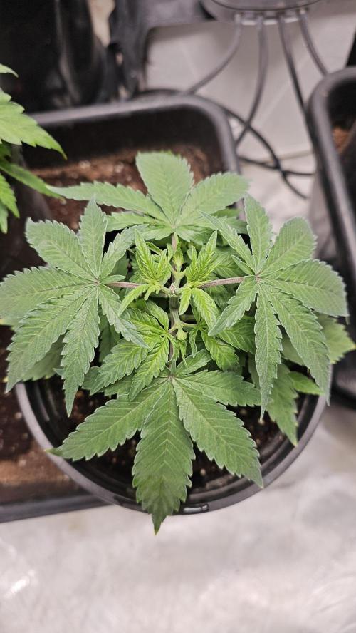 Blueberry Muffin 2026. Week 3