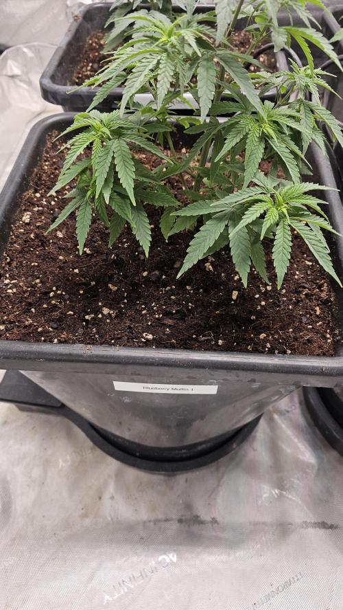 Blueberry Muffin 2026. Week 4