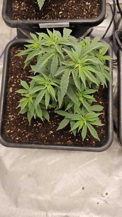 Blueberry Muffin 2026. Week 4