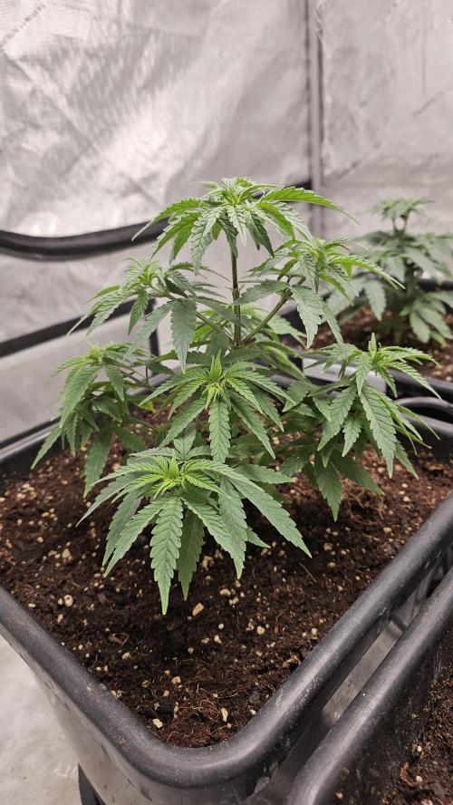 Blueberry Muffin 2026. Week 4