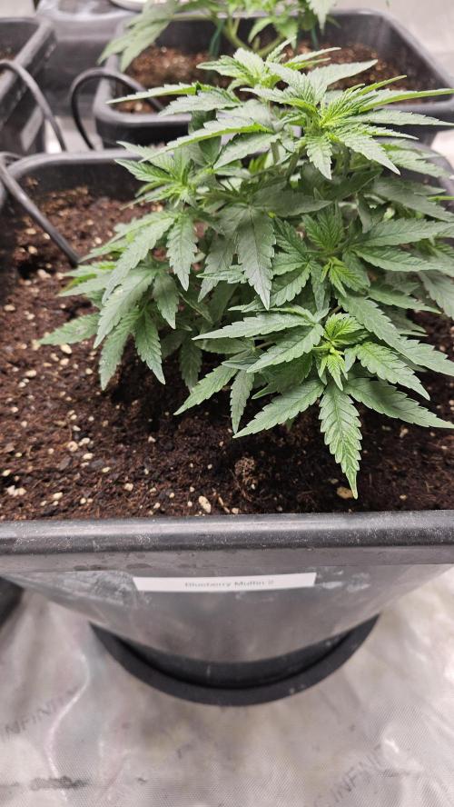Blueberry Muffin 2026. Week 4