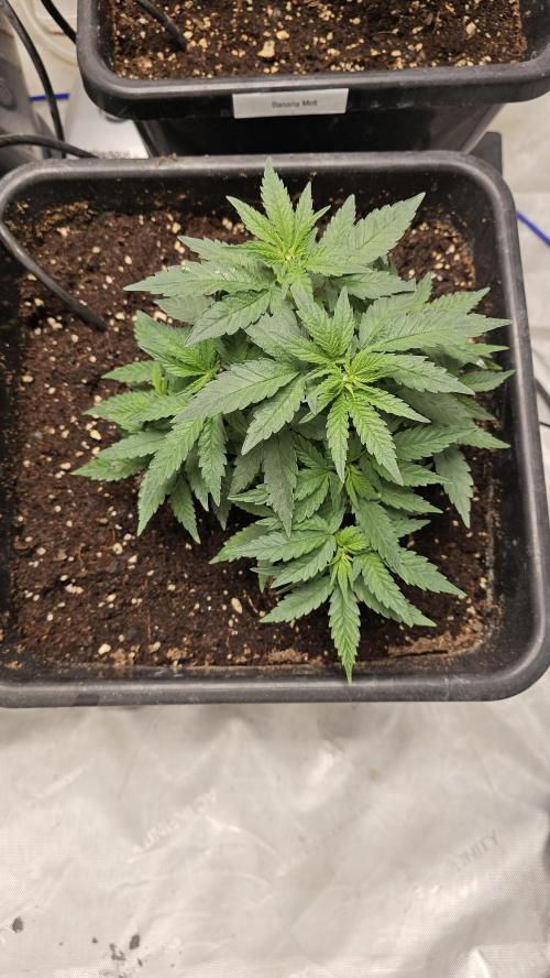 Blueberry Muffin 2026. Week 4