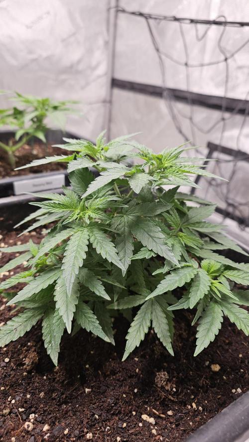 Blueberry Muffin 2026. Week 4