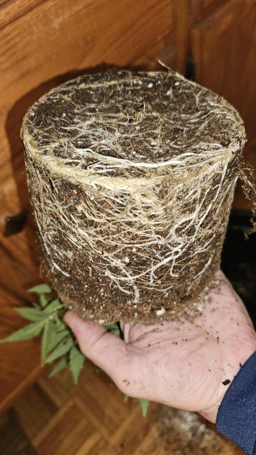 Blueberry Muffin 2026. Week 4