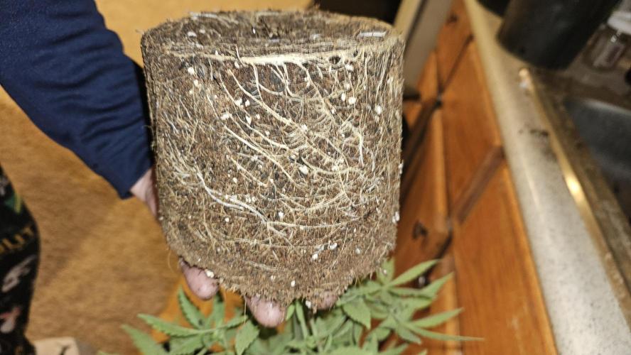 Blueberry Muffin 2026. Week 4