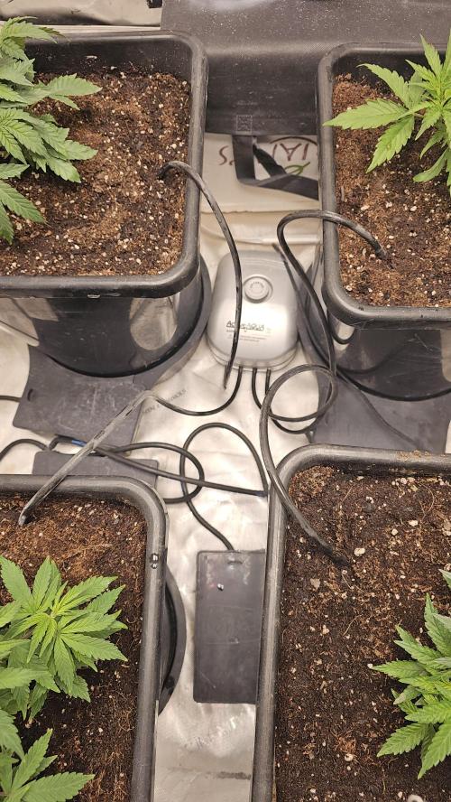 Blueberry Muffin 2026. Week 4