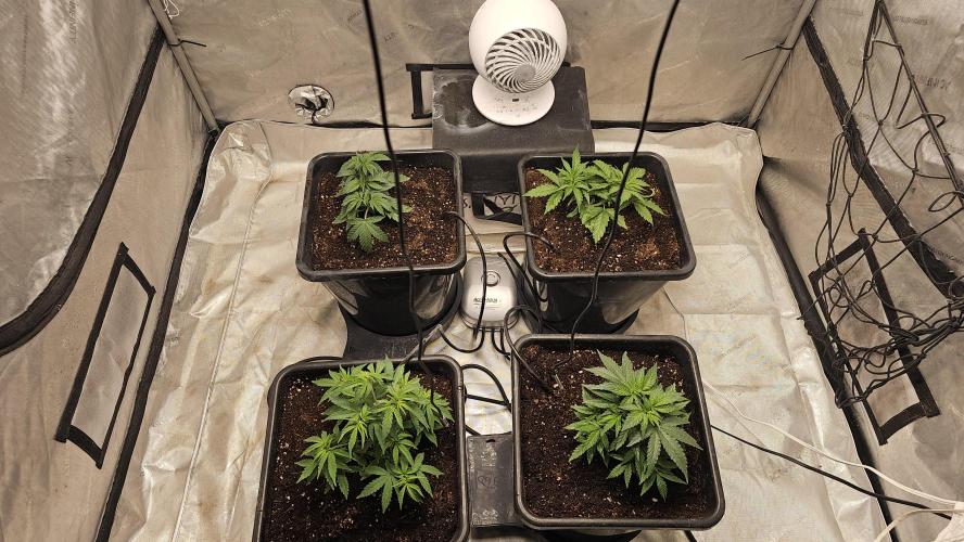 Blueberry Muffin 2026. Week 4