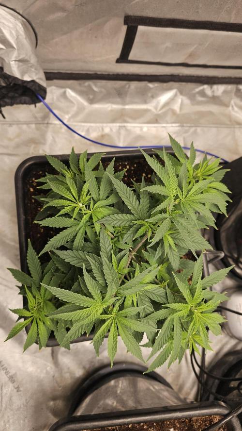 Blueberry Muffin 2026. Week 5