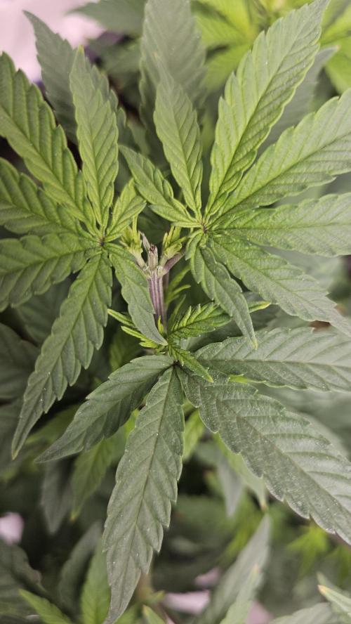 Blueberry Muffin 2026. Week 5