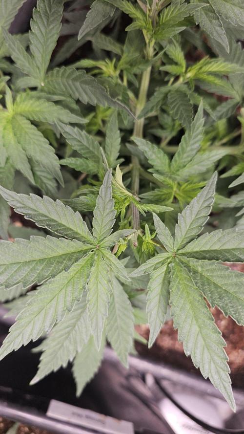 Blueberry Muffin 2026. Week 5