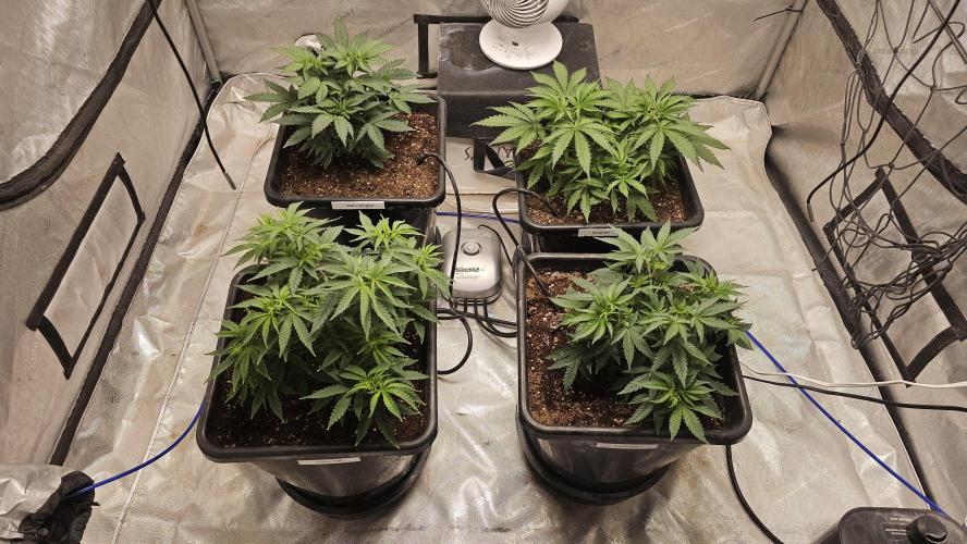 Blueberry Muffin 2026. Week 5