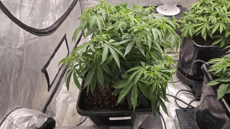 Blueberry Muffin 2026. Week 6