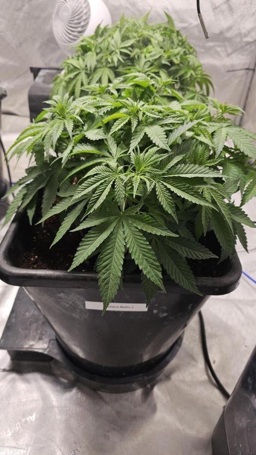 Blueberry Muffin 2026. Week 6